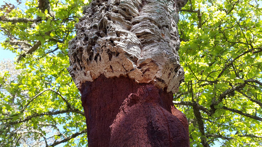 Pop The Cork Tree: Bark That Keeps Giving